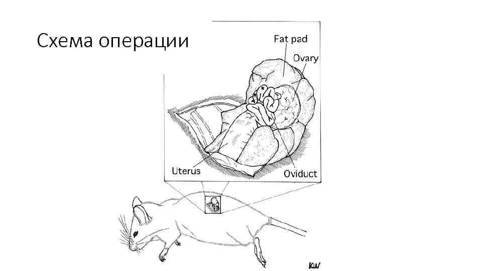 Схема операции 