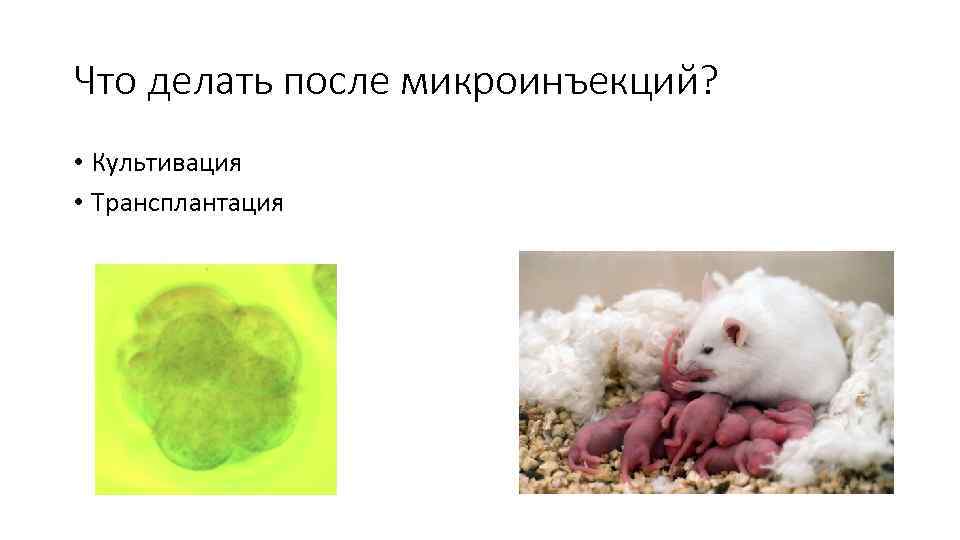 Что делать после микроинъекций? • Культивация • Трансплантация 
