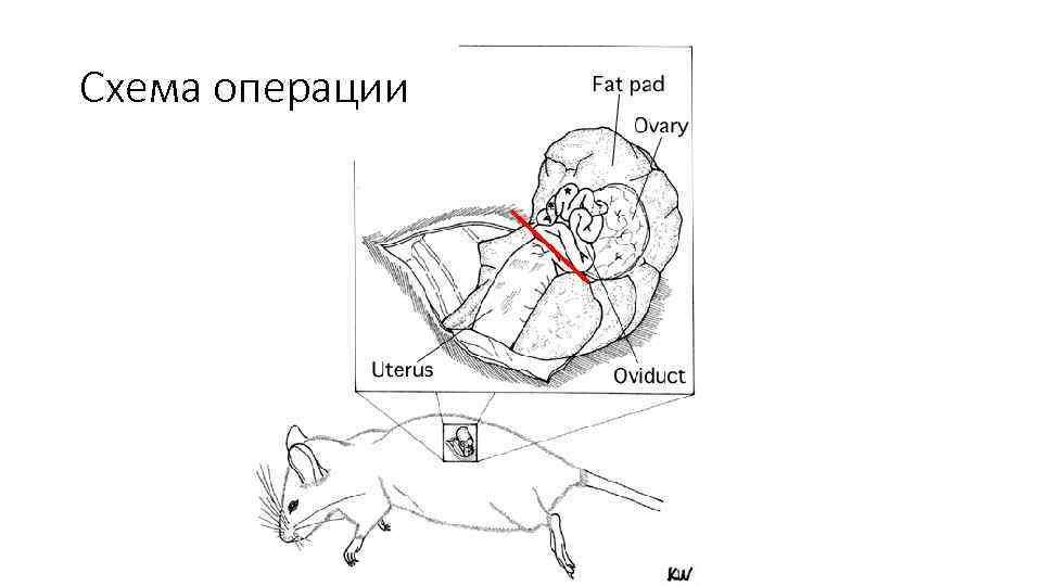 Схема операции 