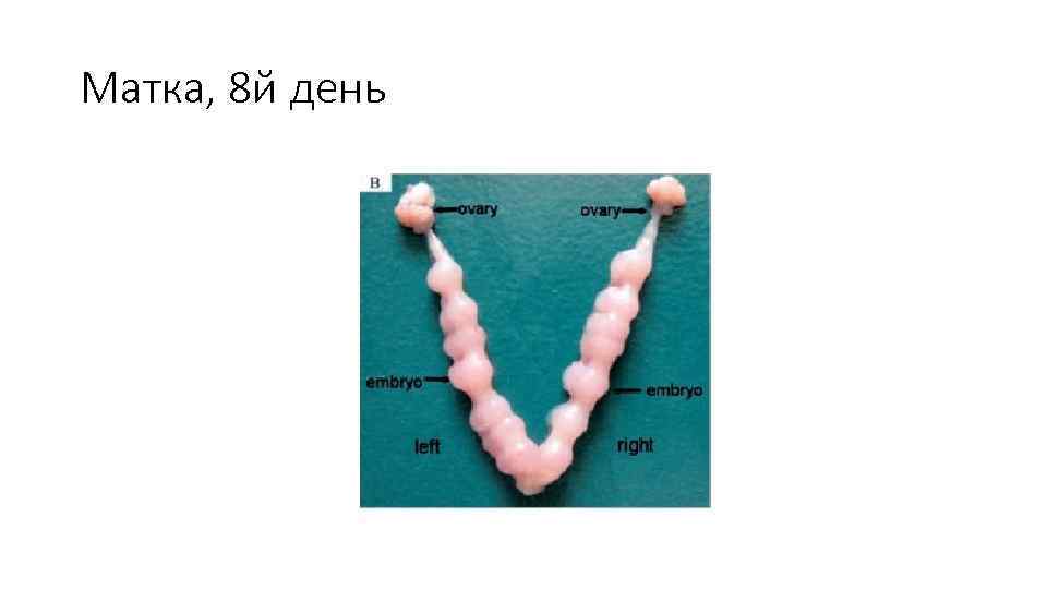 Матка, 8 й день 