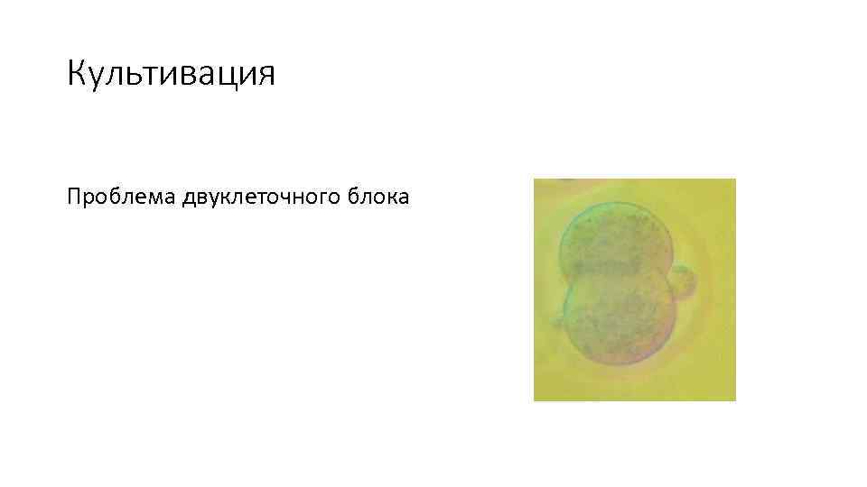 Культивация Проблема двуклеточного блока 