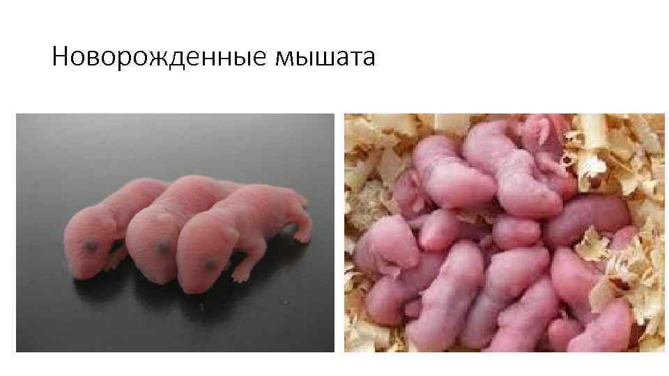 Новорожденные мышата 