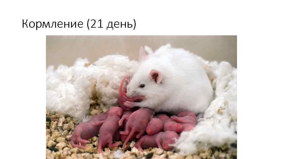 Кормление (21 день) 