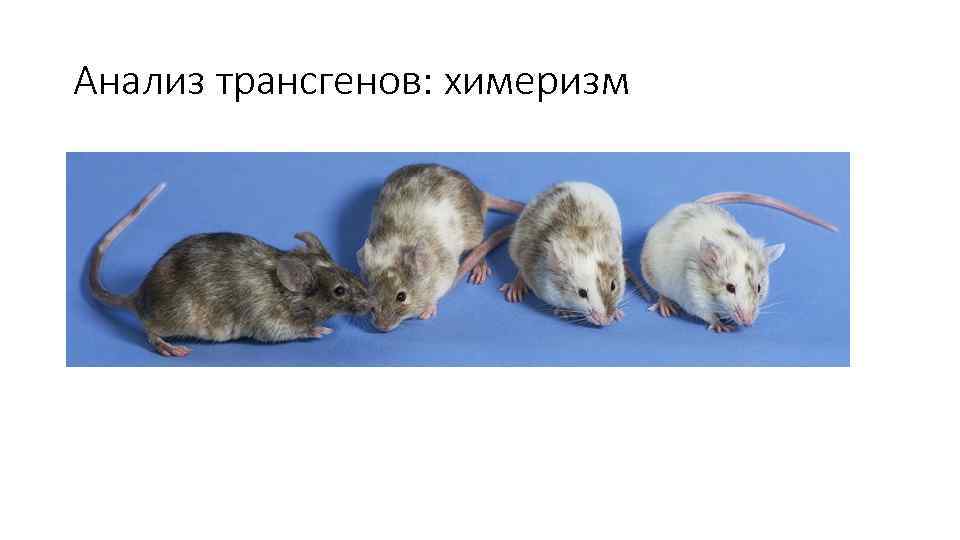 Анализ трансгенов: химеризм 