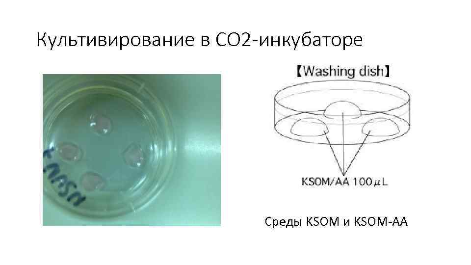 Культивирование в CO 2 -инкубаторе Cреды KSOM и KSOM-AA 