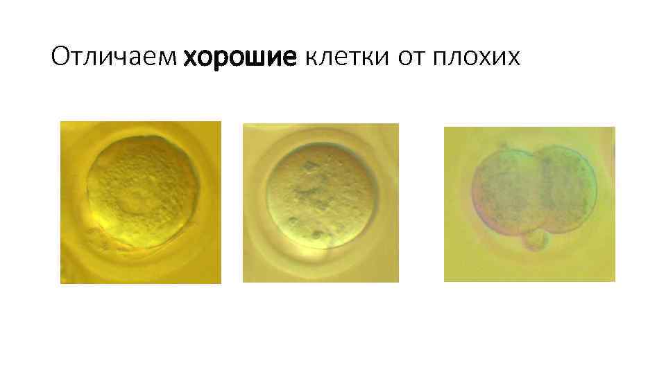 Отличаем хорошие клетки от плохих 