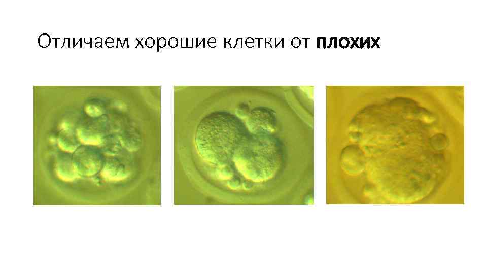 Отличаем хорошие клетки от плохих 