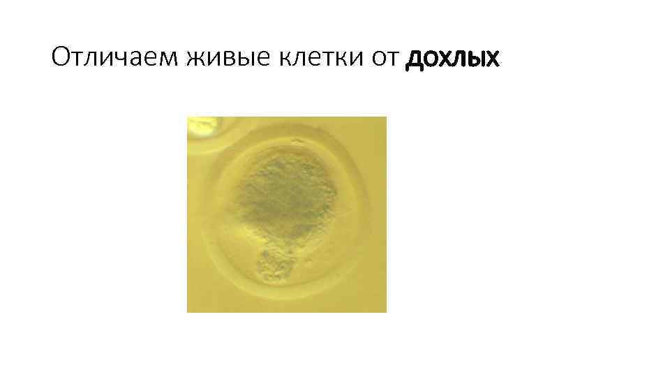 Отличаем живые клетки от дохлых 