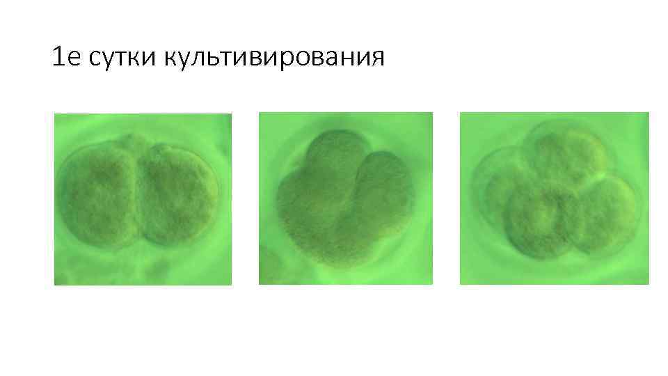 1 е сутки культивирования 