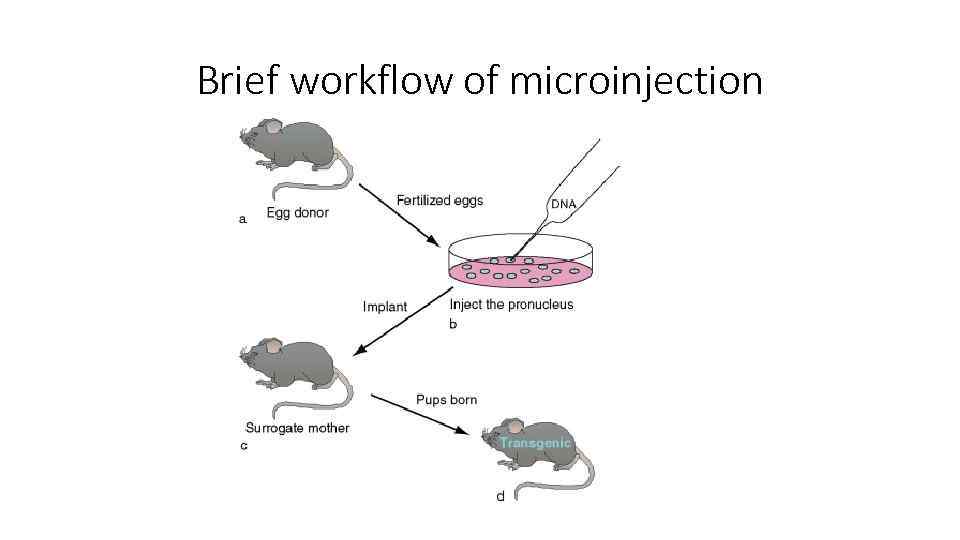 Brief workflow of microinjection 