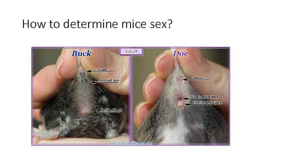 How to determine mice sex? 