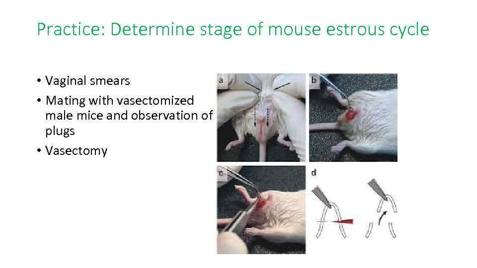 Practice: Determine stage of mouse estrous cycle • Vaginal smears • Mating with vasectomized