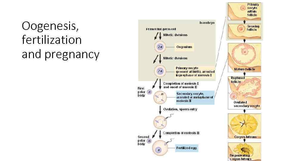 Oogenesis, fertilization and pregnancy 