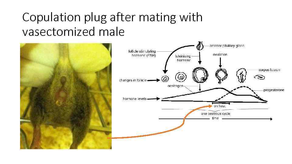 Copulation plug after mating with vasectomized male 
