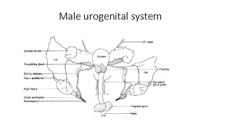 Male urogenital system 