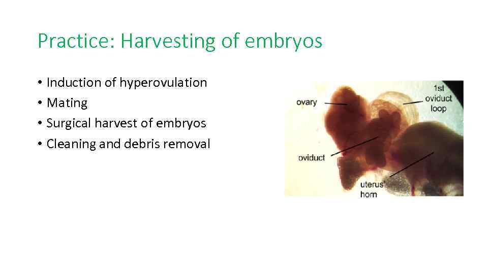Practice: Harvesting of embryos • Induction of hyperovulation • Mating • Surgical harvest of
