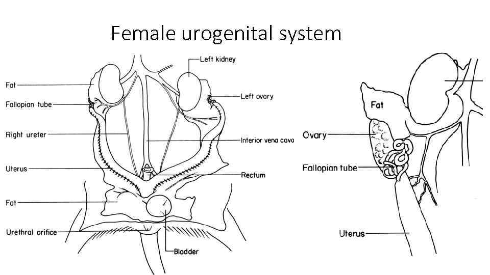 Female urogenital system 