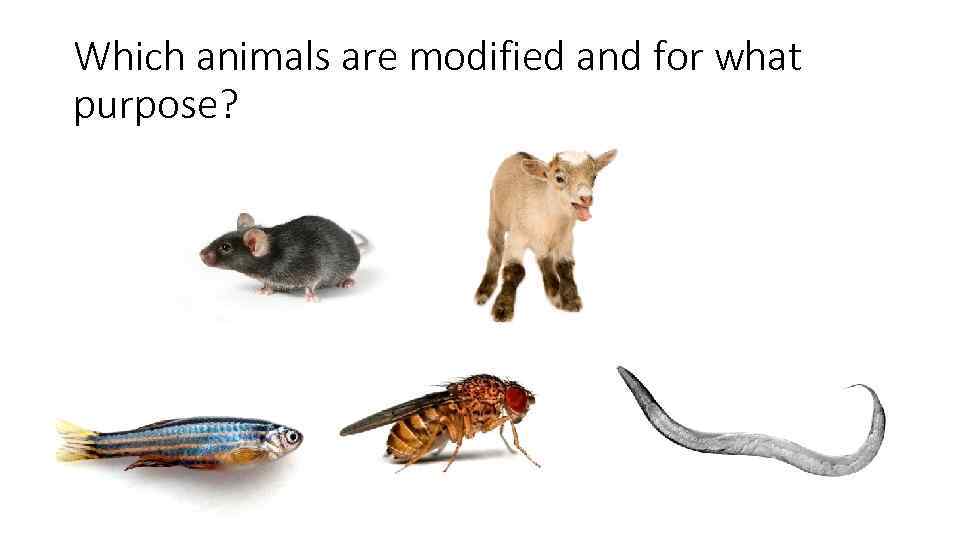 Which animals are modified and for what purpose? 