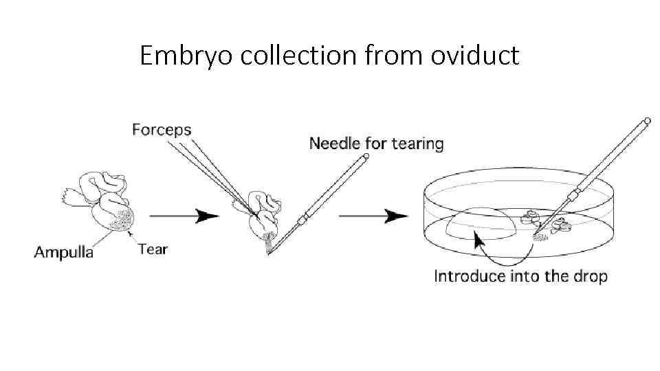 Embryo collection from oviduct 