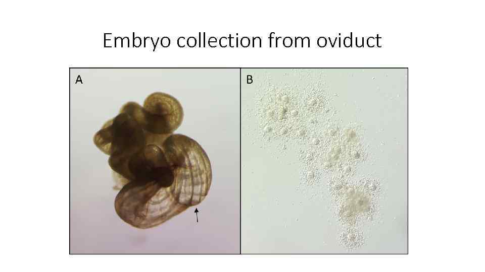 Embryo collection from oviduct 