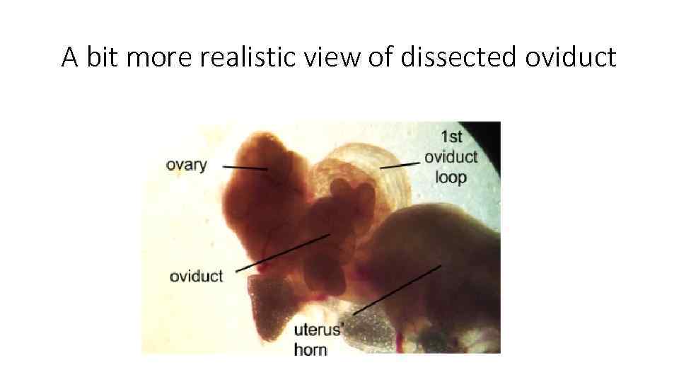 A bit more realistic view of dissected oviduct 