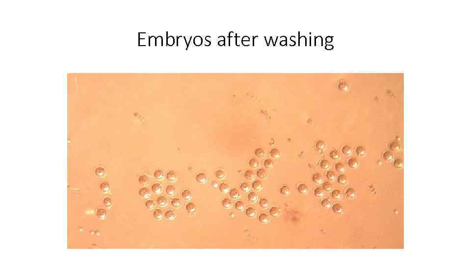 Embryos after washing 