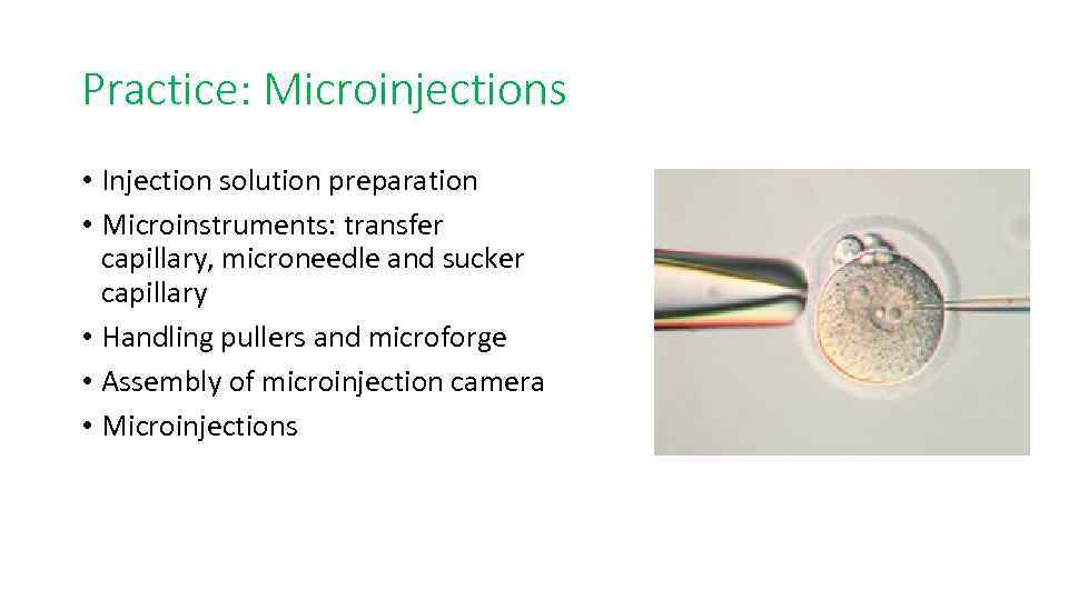 Practice: Microinjections • Injection solution preparation • Microinstruments: transfer capillary, microneedle and sucker capillary