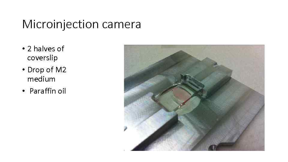 Microinjection camera • 2 halves of coverslip • Drop of M 2 medium •