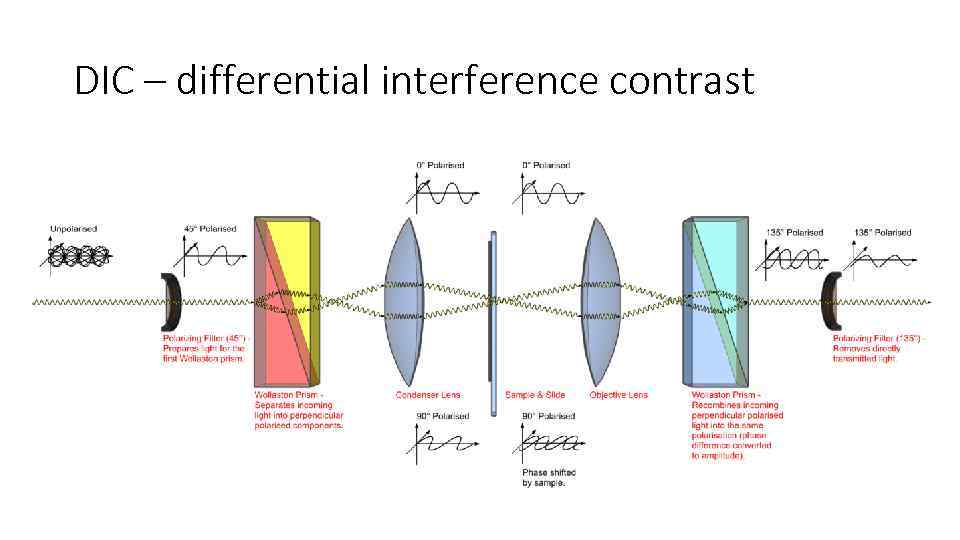 DIC – differential interference contrast 