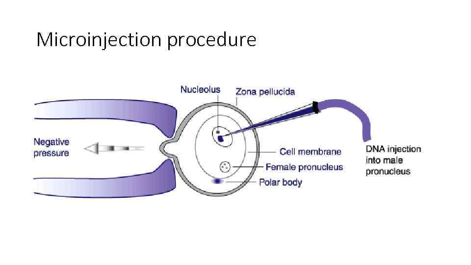 Microinjection procedure 