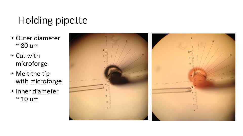 Holding pipette • Outer diameter ~ 80 um • Cut with microforge • Melt