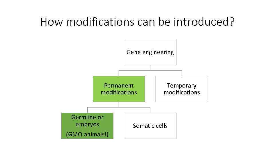 How modifications can be introduced? Gene engineering Permanent modifications Germline or embryos (GMO animals!)