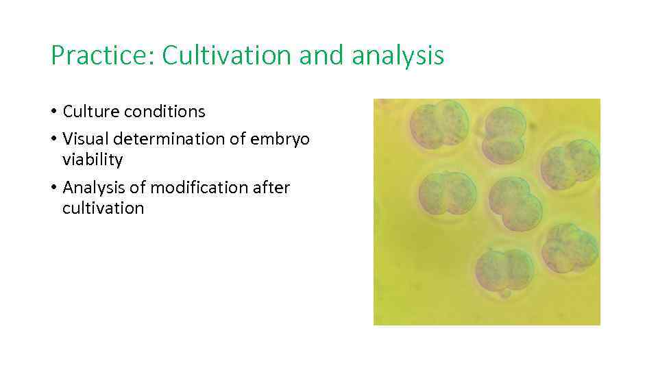 Practice: Cultivation and analysis • Culture conditions • Visual determination of embryo viability •