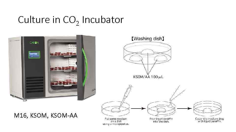 Culture in CO 2 Incubator M 16, KSOM-AA 