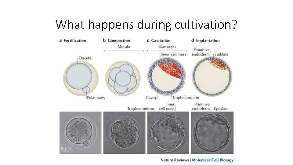 What happens during cultivation? 