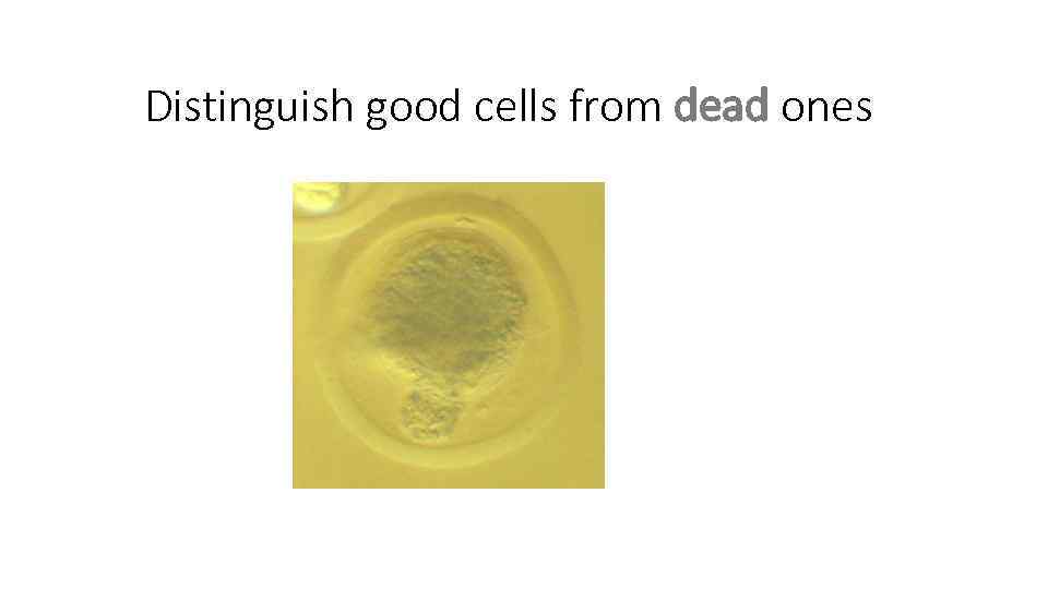 Distinguish good cells from dead ones 