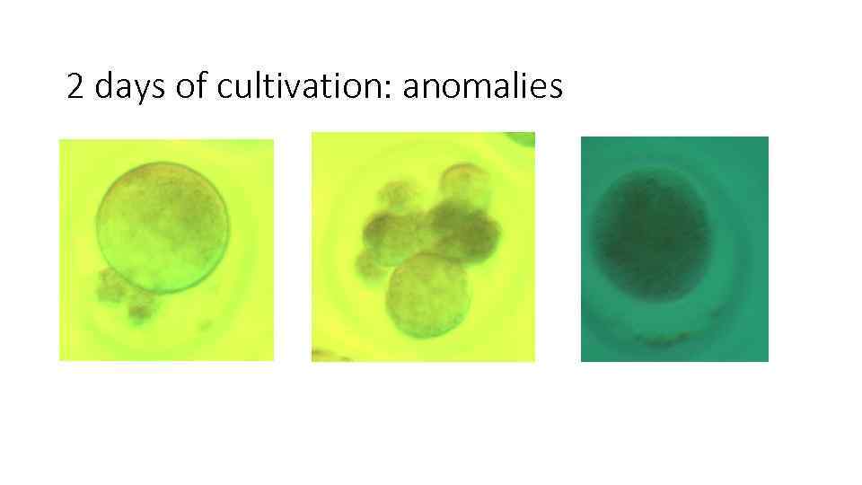 2 days of cultivation: anomalies 