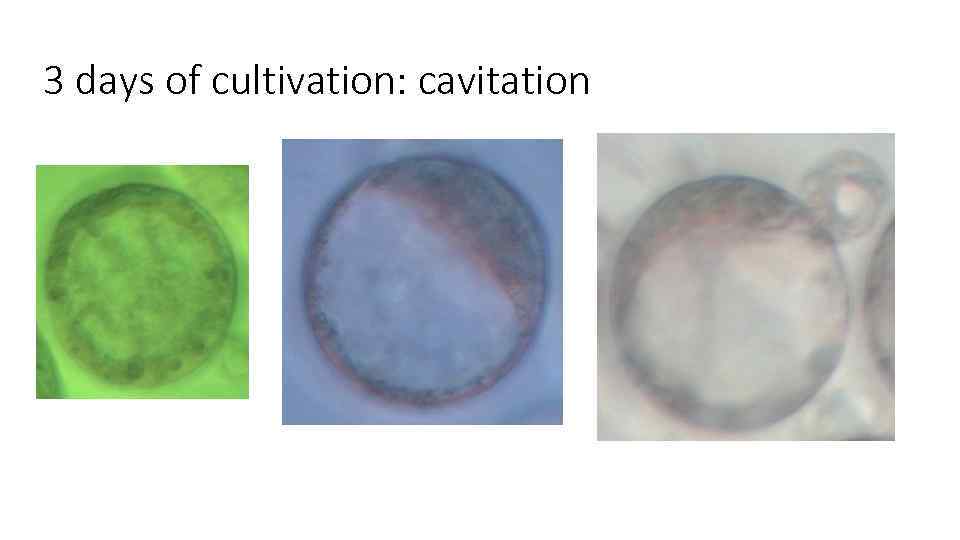 3 days of cultivation: cavitation 