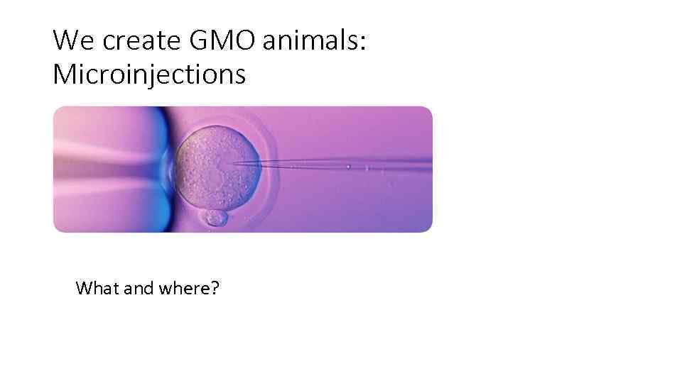 We create GMO animals: Microinjections What and where? 