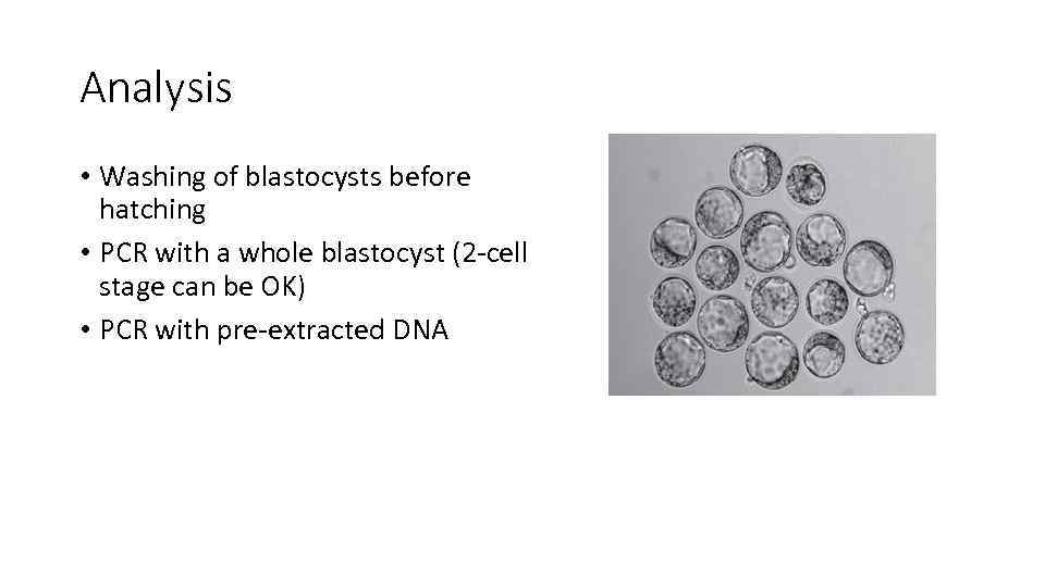 Analysis • Washing of blastocysts before hatching • PCR with a whole blastocyst (2