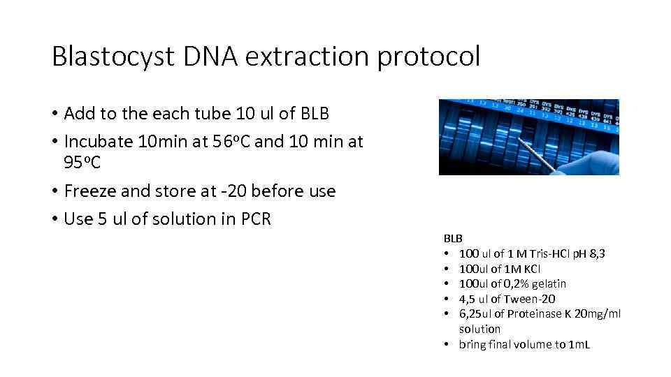 Blastocyst DNA extraction protocol • Add to the each tube 10 ul of BLB