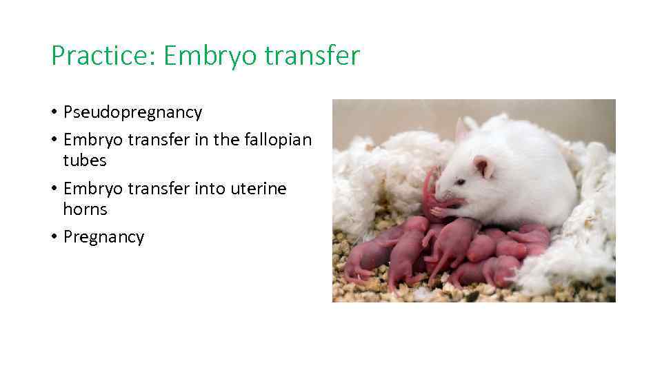 Practice: Embryo transfer • Pseudopregnancy • Embryo transfer in the fallopian tubes • Embryo
