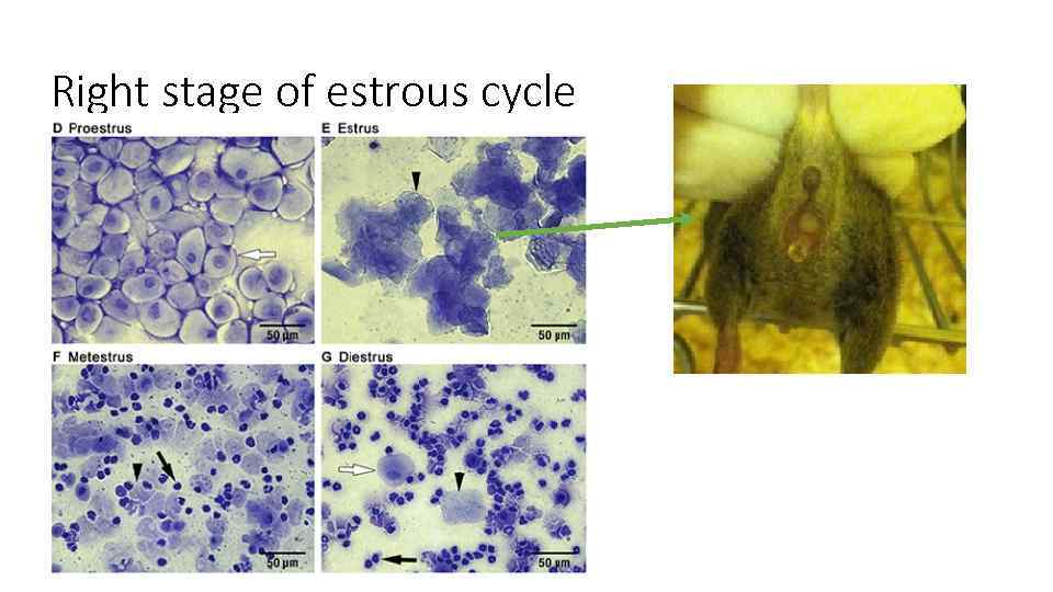 Right stage of estrous cycle 