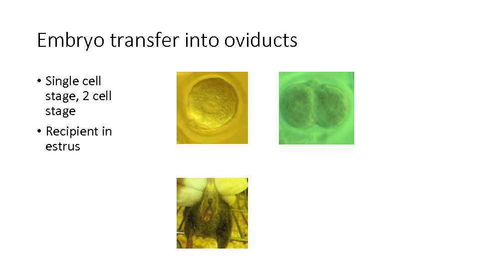 Embryo transfer into oviducts • Single cell stage, 2 cell stage • Recipient in