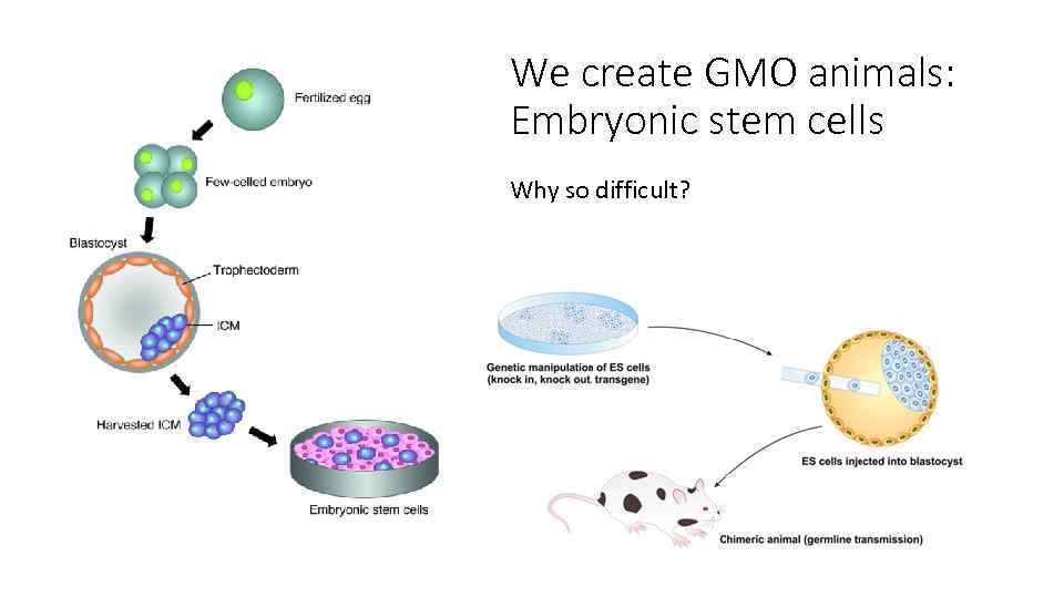 We create GMO animals: Embryonic stem cells Why so difficult? 