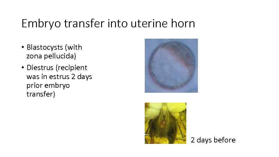 Embryo transfer into uterine horn • Blastocysts (with zona pellucida) • Diestrus (recipient was