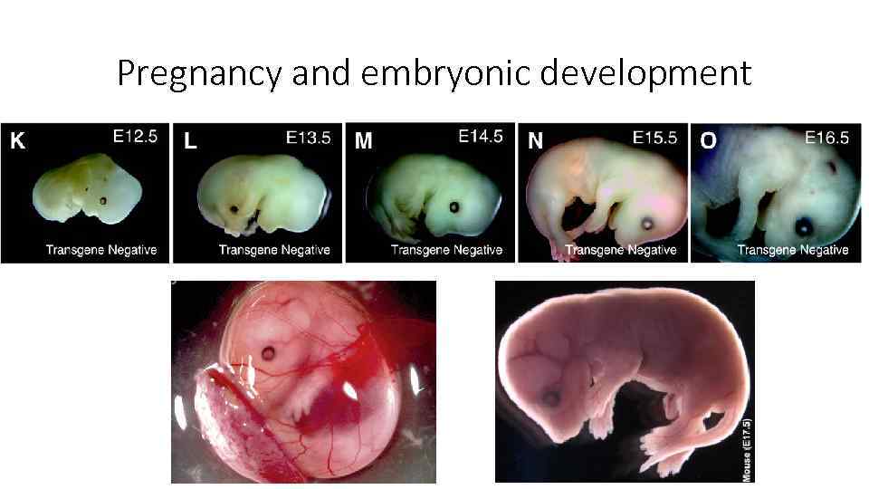 Pregnancy and embryonic development 