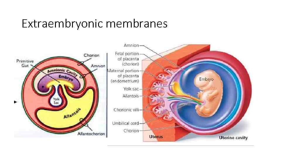 Extraembryonic membranes 