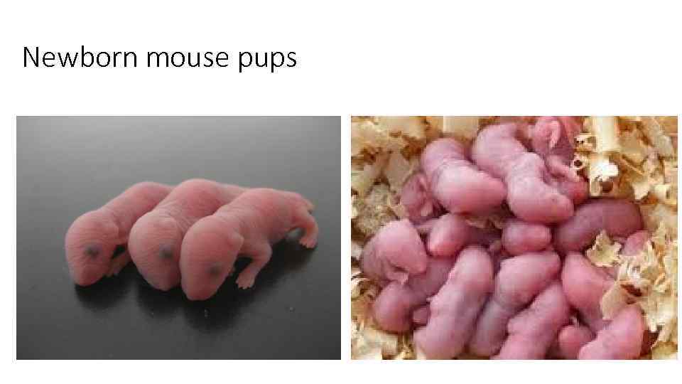 Newborn mouse pups 