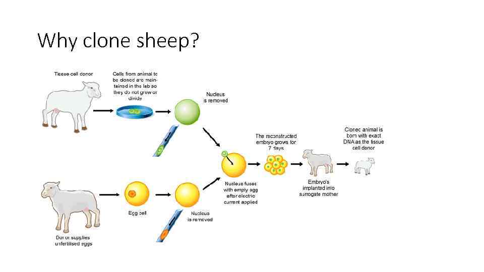 Why clone sheep? 